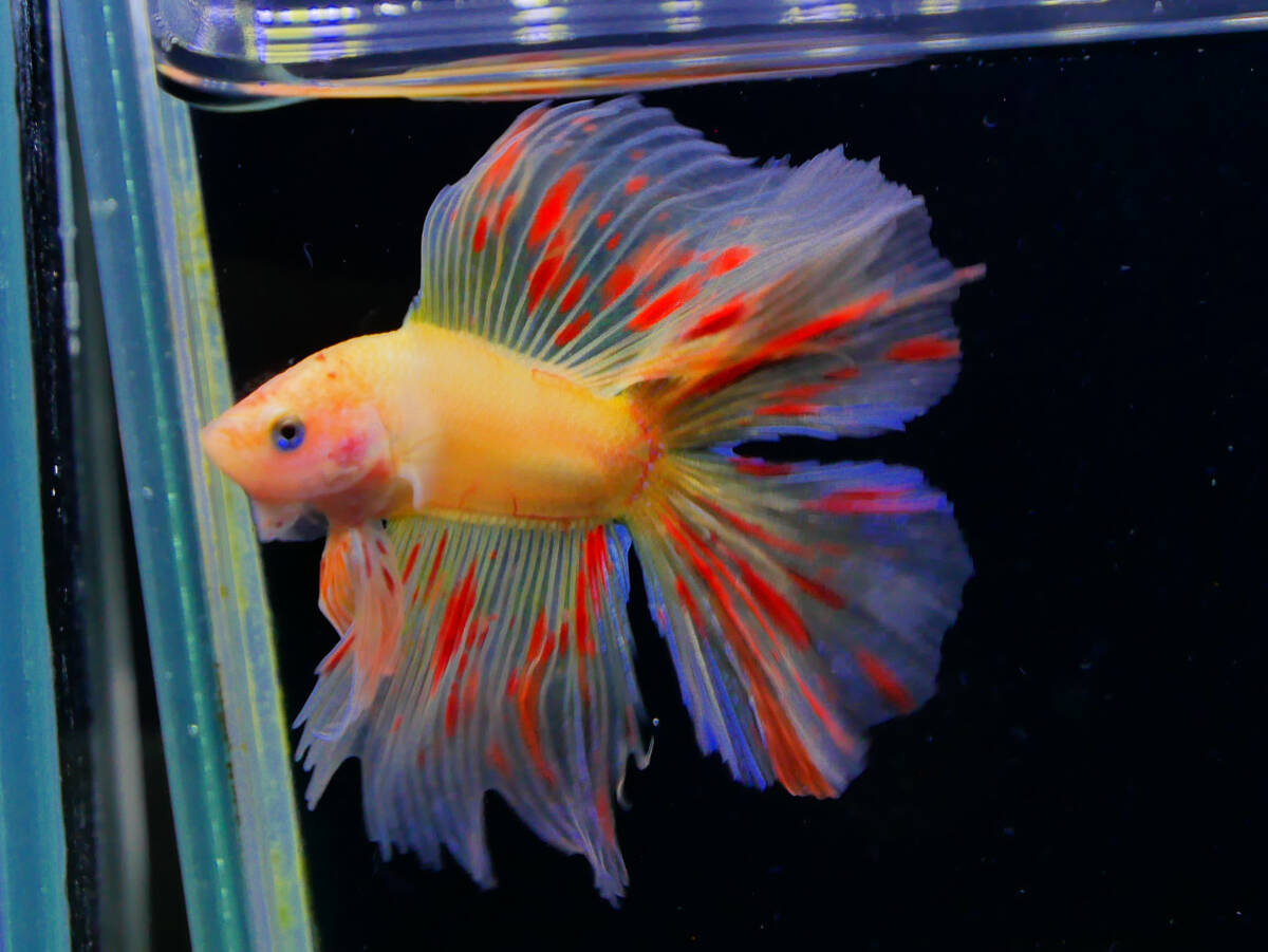 【PoPo Betta】【即決送料無料】ベタ D21 フルムーン アルマゲドン ♂タイ直輸入 ★説明文改訂★必ずご確認ください拍卖