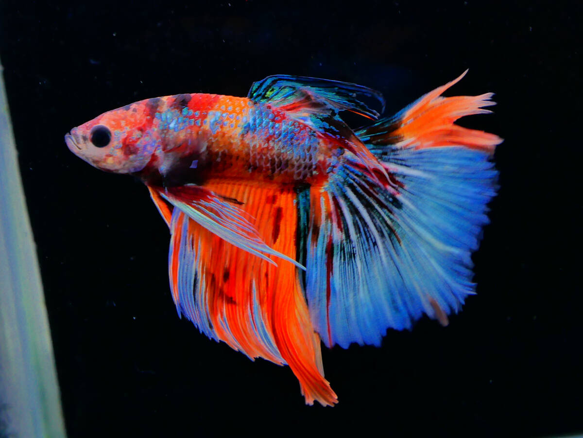 【PoPo Betta】【即決送料無料】ベタ D22 HM ニモ鯉 ♂タイ直輸入 ★説明文改訂★必ずご確認ください拍卖