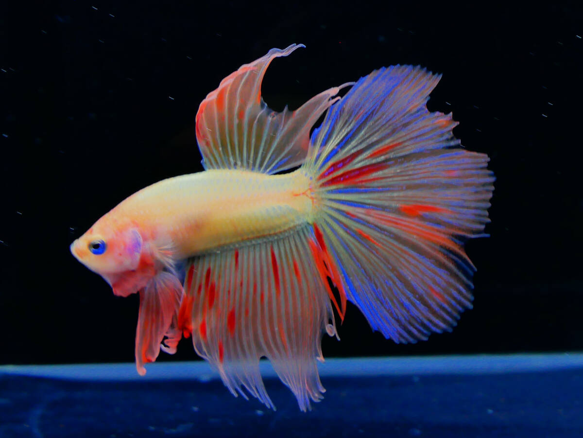 【PoPo Betta】【即決送料無料】ベタ D24 HM ヴァンダ ♂タイ直輸入 ★説明文改訂★必ずご確認ください拍卖