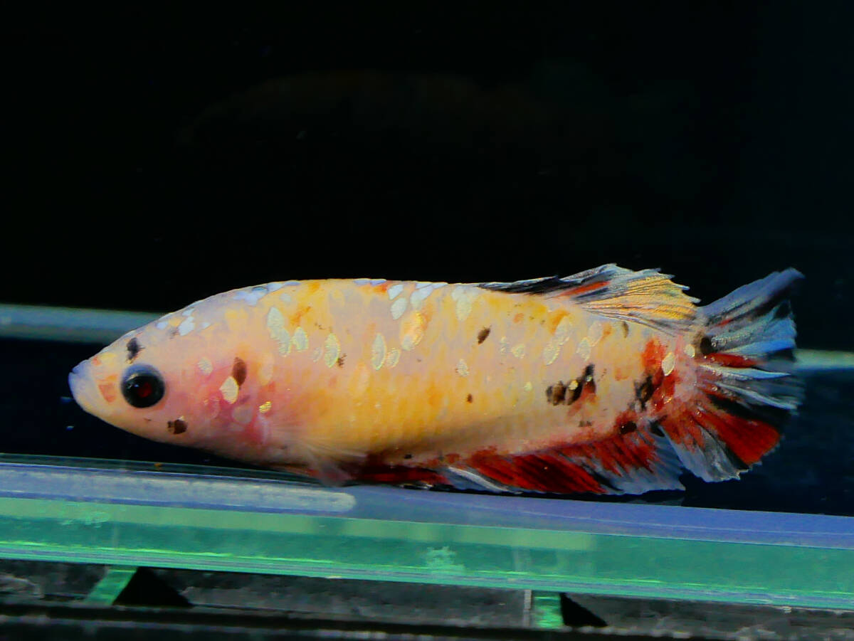 【PoPo Betta】【即決送料無料】ベタ D27 PK イエローゴールドギャラクシー ♀タイ直輸入 ★説明文改訂★必ずご確認ください拍卖