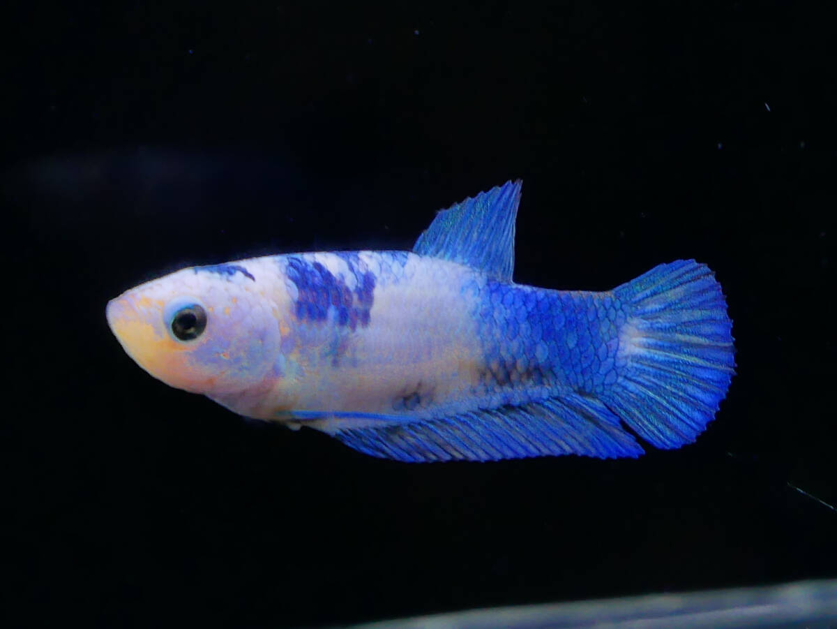 【PoPo Betta】【即決送料無料】ベタ E1 PK マーブル ♀タイ直輸入 ★説明文改訂★必ずご確認ください拍卖