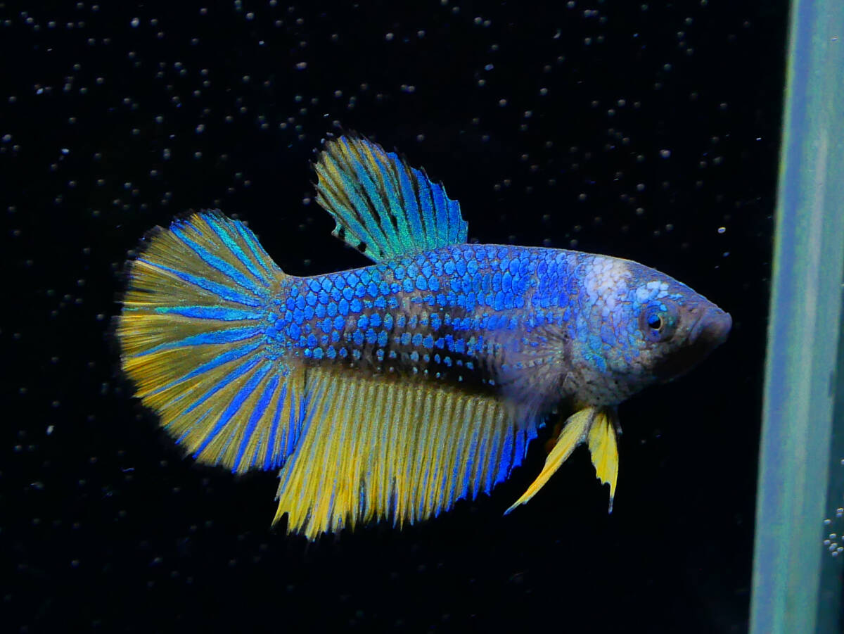 【PoPo Betta】【即決送料無料】ベタ E6 HM マスタードガス ♀タイ直輸入 ★説明文改訂★必ずご確認ください拍卖