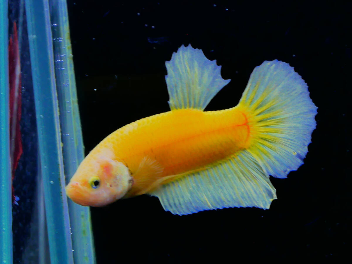 【PoPo Betta】【即決送料無料】ベタ E9 PK スーパーイエロー ♂タイ直輸入 ★説明文改訂★必ずご確認ください拍卖