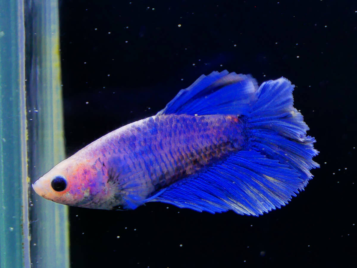 【PoPo Betta】【即決送料無料】ベタ E12 ローズテール ブルーファンシー ♀タイ直輸入 ★説明文改訂★必ずご確認ください拍卖
