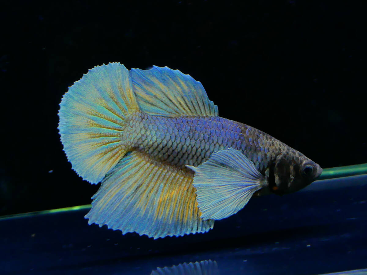 【PoPo Betta】【即決送料無料】ベタ E18 PKダンボ イエローファンシー ♂タイ直輸入 ★説明文改訂★必ずご確認ください拍卖