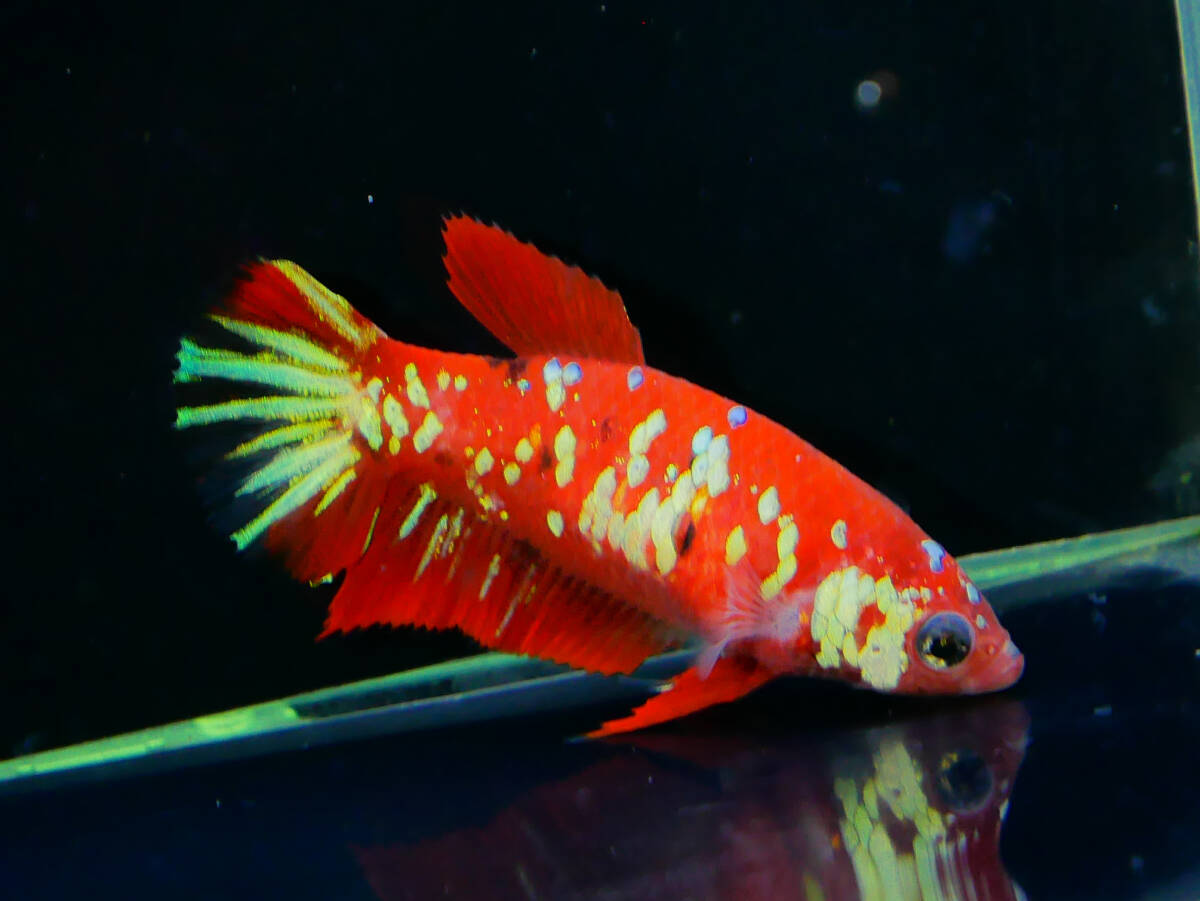 【PoPo Betta】【即決送料無料】ベタ E19 PK コイギャラクシー ♀タイ直輸入 ★説明文改訂★必ずご確認ください拍卖