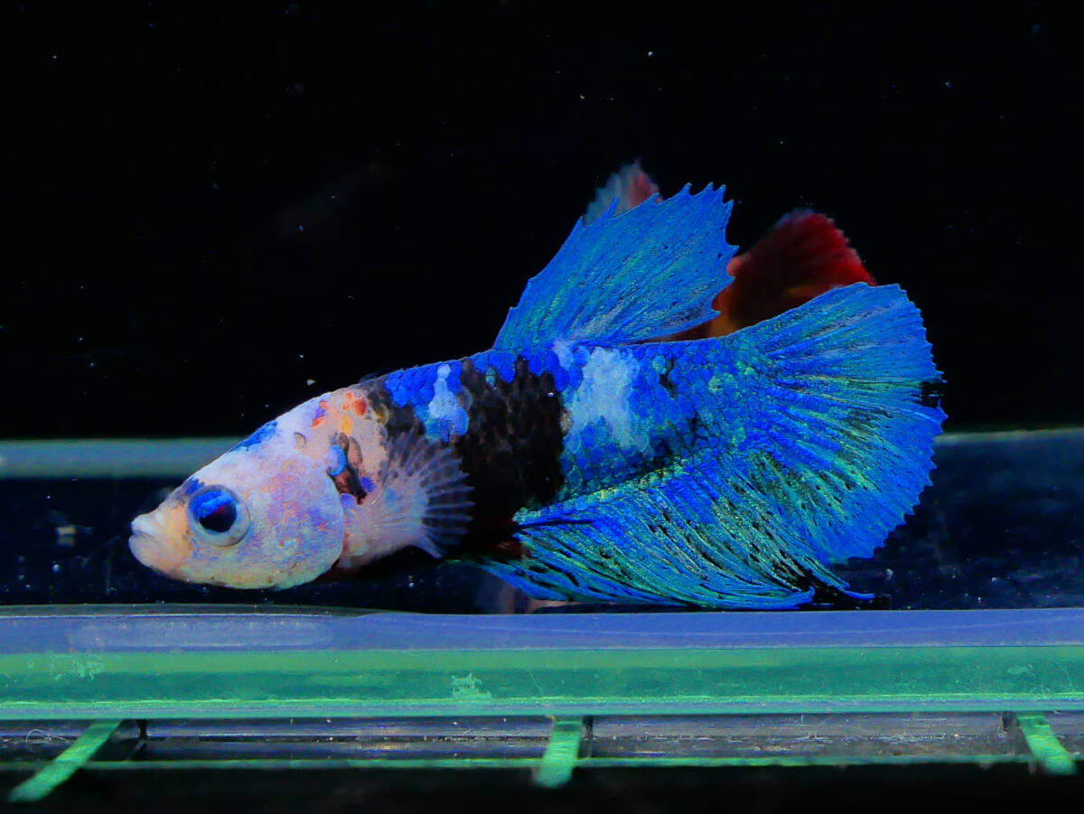 【PoPo Betta】【即決送料無料】ベタ E21 PK ブルーファンシー ♀タイ直輸入 ★説明文改訂★必ずご確認ください拍卖