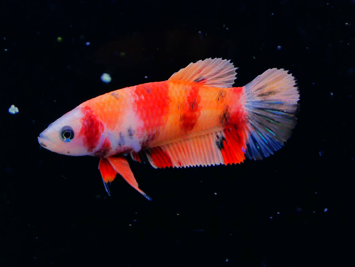 【PoPo Betta】【即決送料無料】ベタ E22 PK ニモ ♀タイ直輸入 ★説明文改訂★必ずご確認ください拍卖