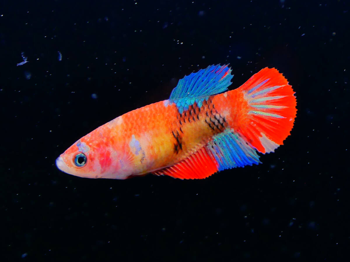 【PoPo Betta】【即決送料無料】ベタ E23 PK ニモ鯉 ♀タイ直輸入 ★説明文改訂★必ずご確認ください拍卖