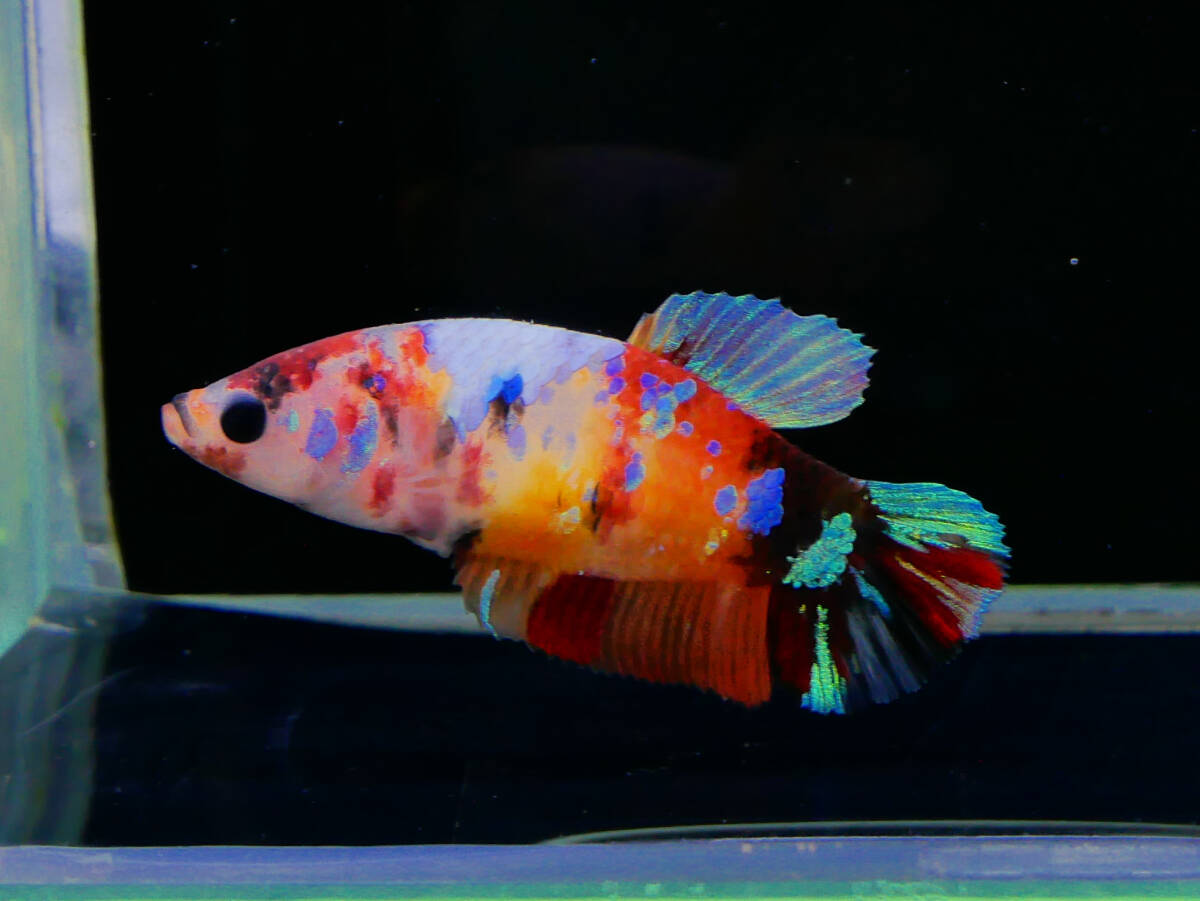 【PoPo Betta】【即決送料無料】ベタ E24 PK レインボー ♀タイ直輸入 ★説明文改訂★必ずご確認ください拍卖
