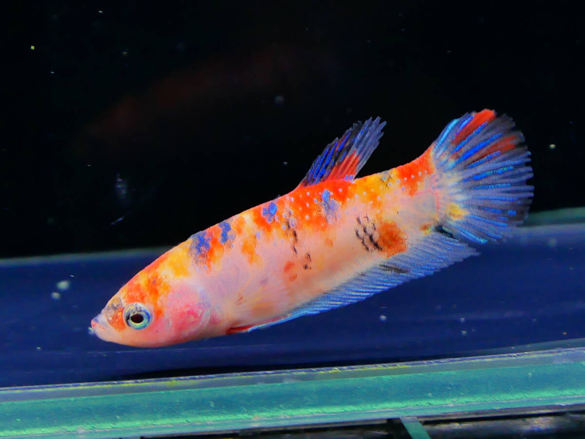 【PoPo Betta】【即決送料無料】ベタ E24 PK キャンディー ♀タイ直輸入 ★説明文改訂★必ずご確認ください拍卖