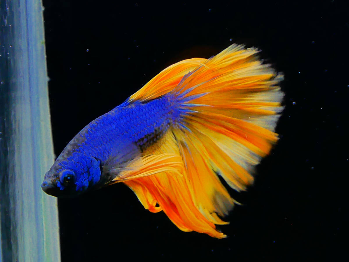 【PoPo Betta】【即決送料無料】ベタ E31 ローズテール マスタードガス ♂タイ直輸入 ★説明文改訂★必ずご確認ください拍卖