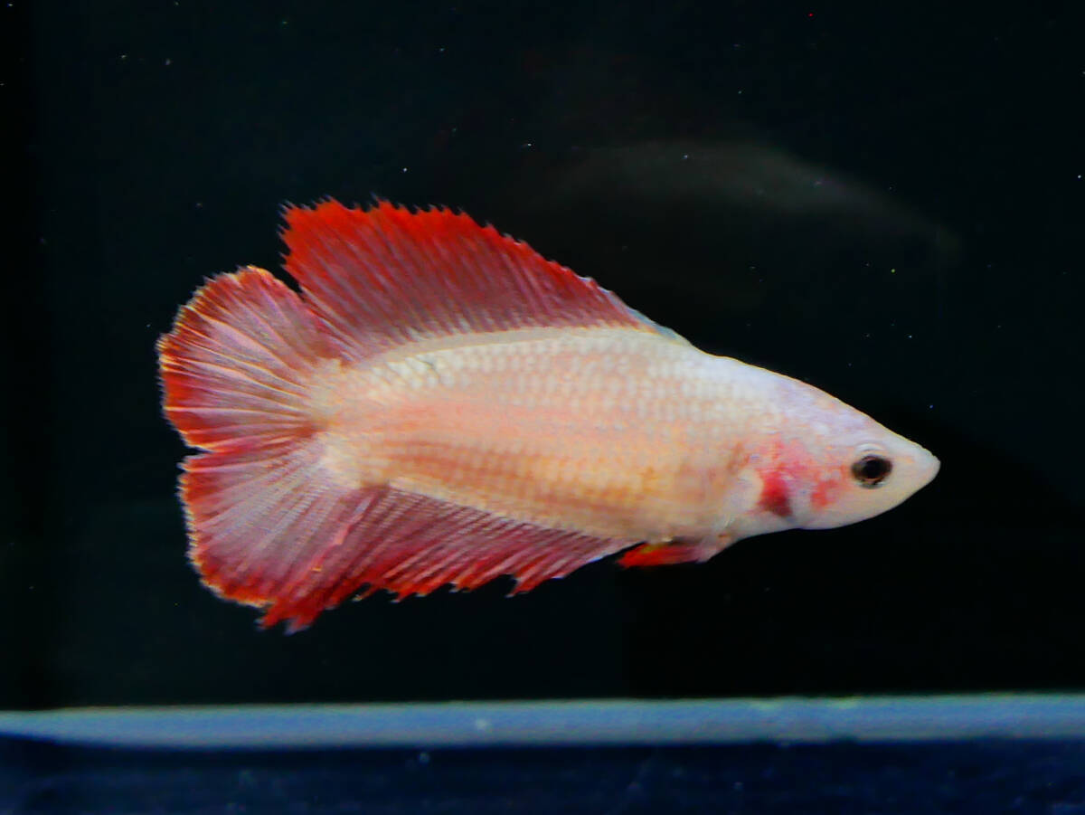 【PoPo Betta】【即決送料無料】ベタ E33 フルムーン プラチナレッド ♀タイ直輸入 ★説明文改訂★必ずご確認ください拍卖