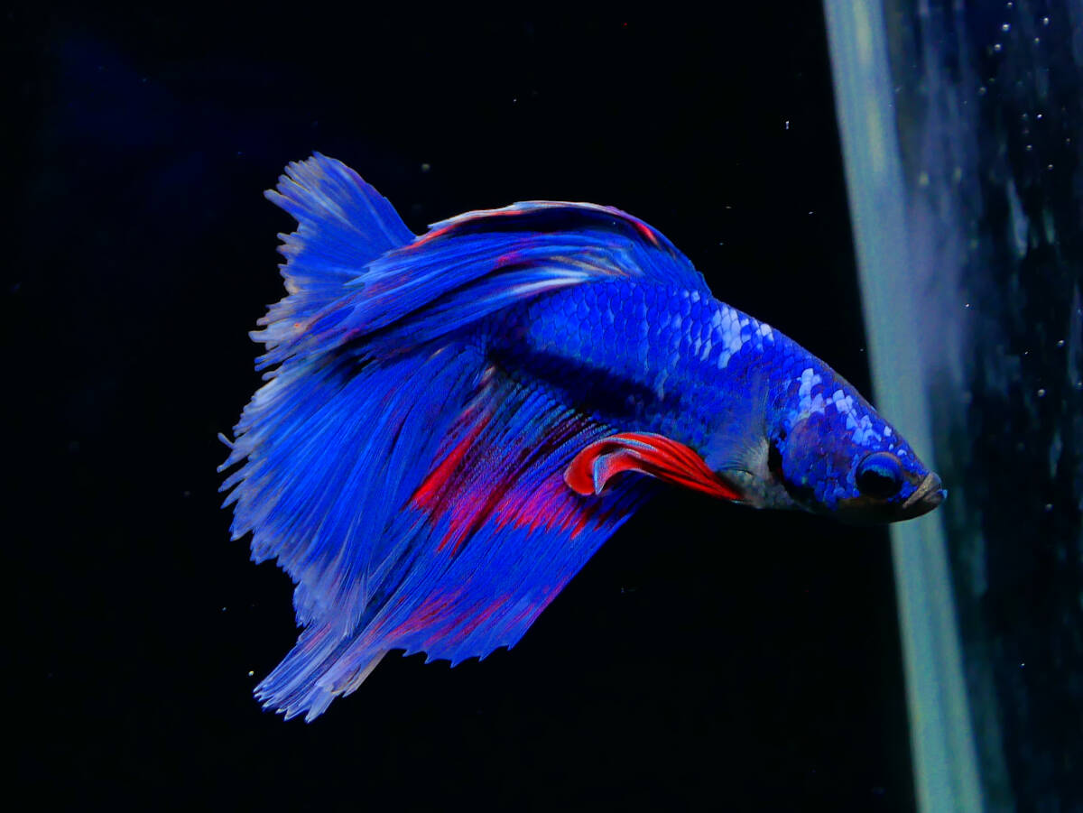 【PoPo Betta】【即決送料無料】ベタ E36 ローズテール ブルーファンシー ♂タイ直輸入 ★説明文改訂★必ずご確認ください拍卖