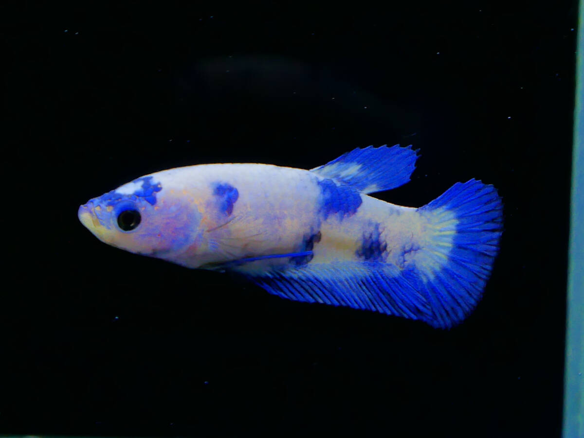 【PoPo Betta】【即決送料無料】ベタ E38 PK マーブル ♀タイ直輸入 ★説明文改訂★必ずご確認ください拍卖