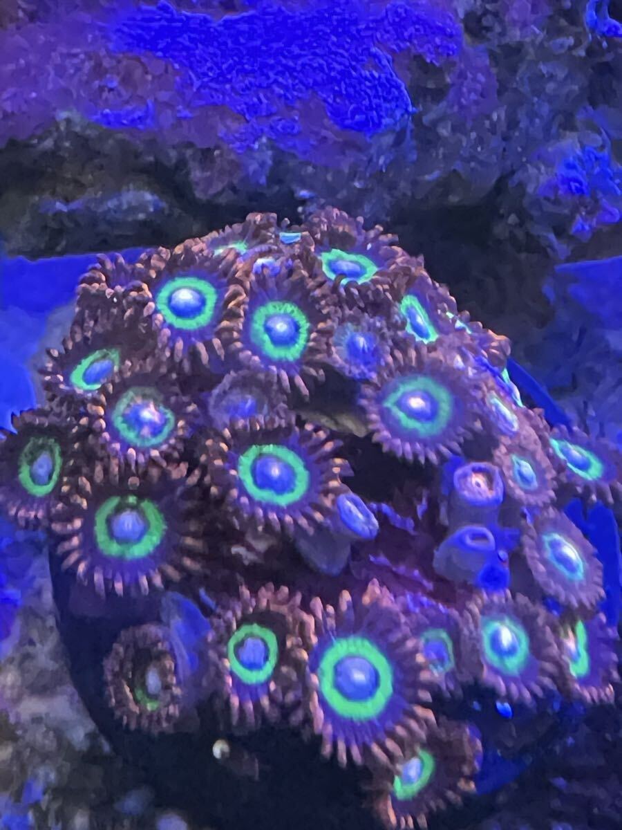 USAマメスナ Treehouse of Horror サンゴ ソフトコーラル マメスナギンチャク フラグ拍卖