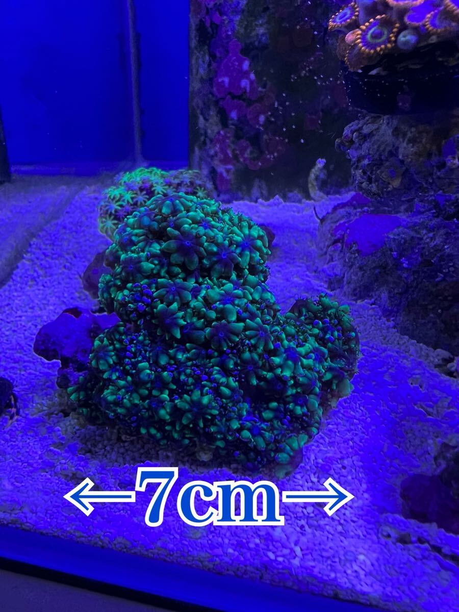 ゼニアSP ブルーグリーン サンゴ スターポリプ グリーン系 マメスナ メタグリーン スタポ ソフトコーラル 蛍光グリーン拍卖