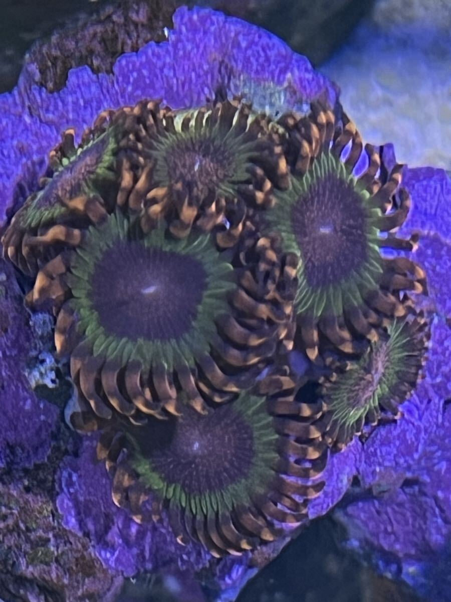 レア Speckled Krakatoa スペックルドクラカトア マメスナギンチャク サンゴ フラグ マメスナ ソフトコーラル拍卖