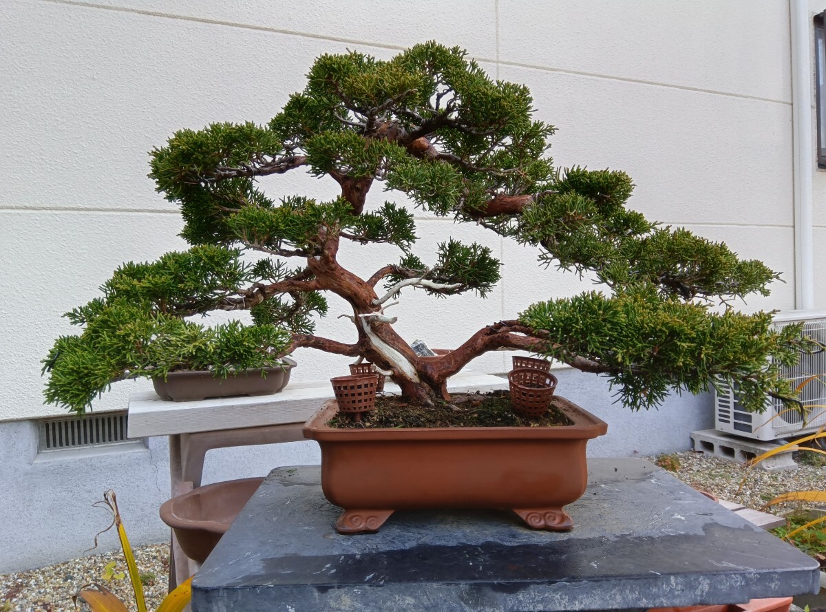 糸魚川真柏、バランスの良い、全高38cm拍卖