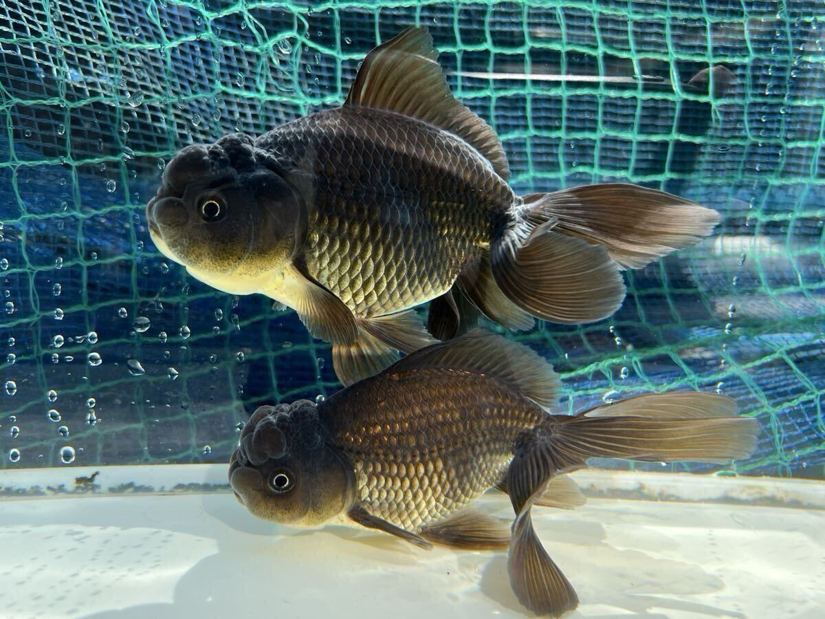 ☆らんちゅうわーくす☆作州東錦(鈴木東錦直系)2024産 2歳 ペア2匹 16㎝ ブラックドラゴン 拍卖