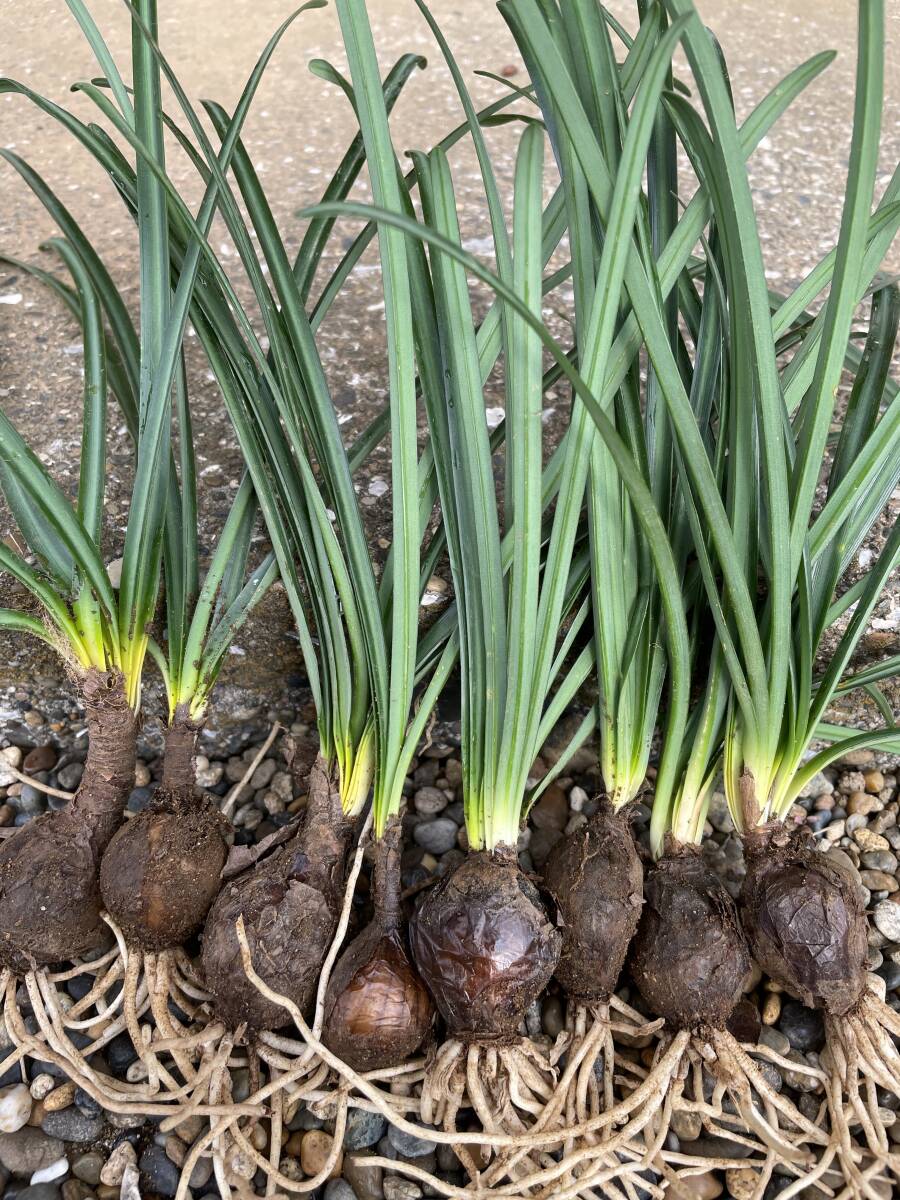 赤花 彼岸花 8球拍卖