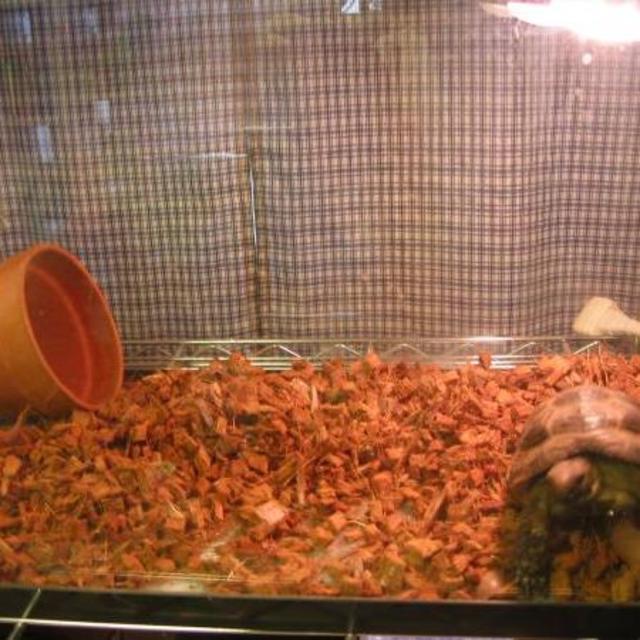 【沖縄も送料無料】リクガメ等爬虫類床材 75L ハスクチップ ヤシガラ ココチップ イグアナ・デュビア・トカゲにも対応! 陸亀 マット拍卖