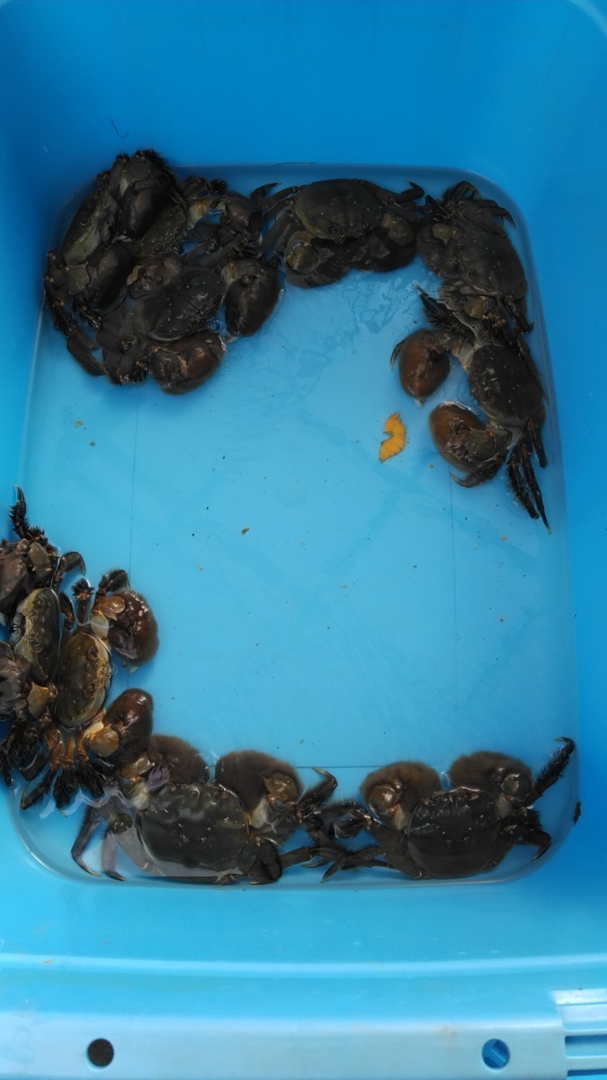 モクズガニメス約80㌘以上約4キロ拍卖