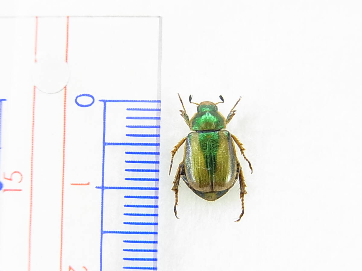 山梨県北杜市産キスジコガネ♂(標本) 緑帯光沢・美麗品拍卖
