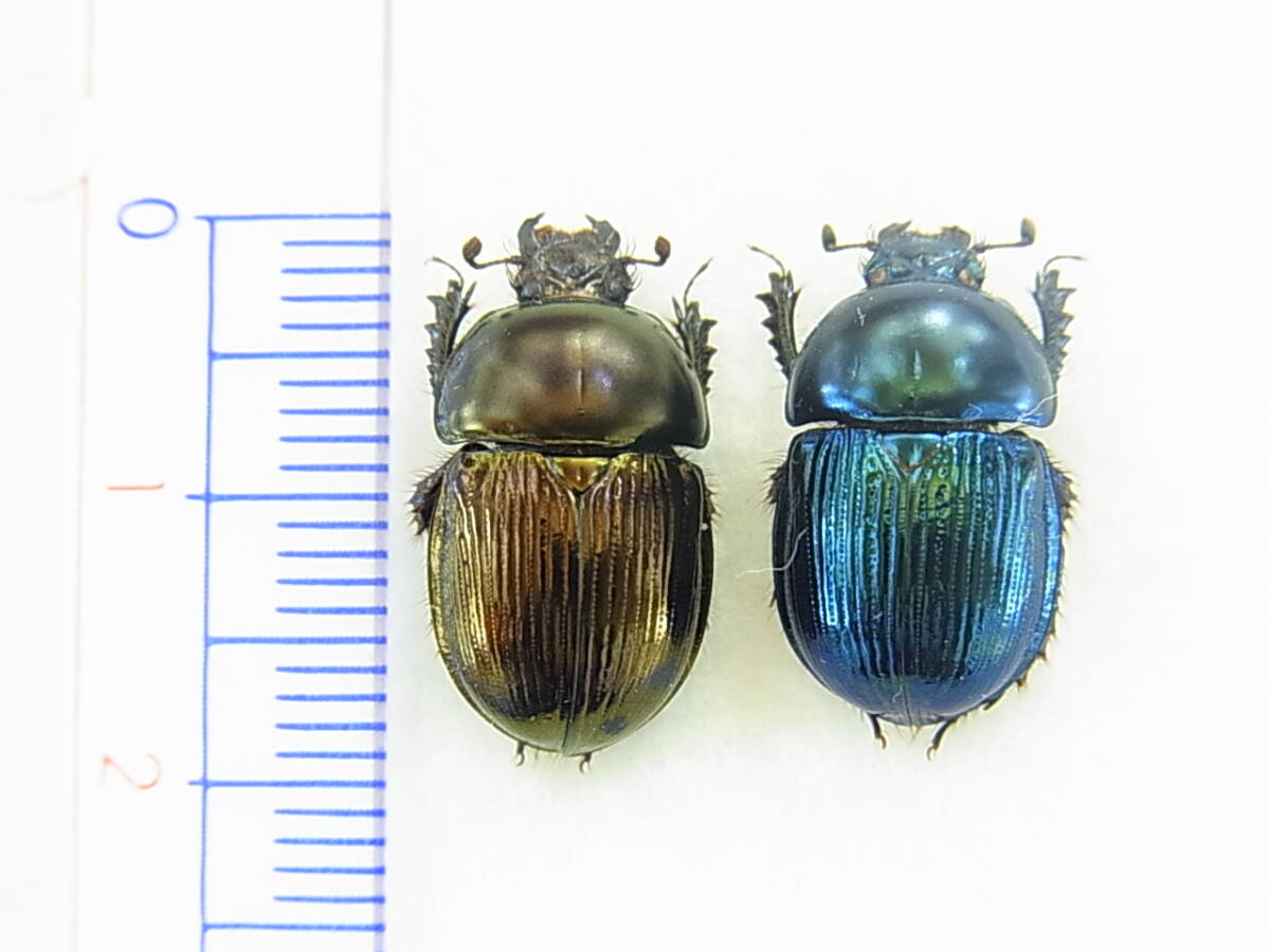 熊本県南阿蘇村産レインボーセンチ2♂(標本) パープル & ブルー光沢 美麗品拍卖