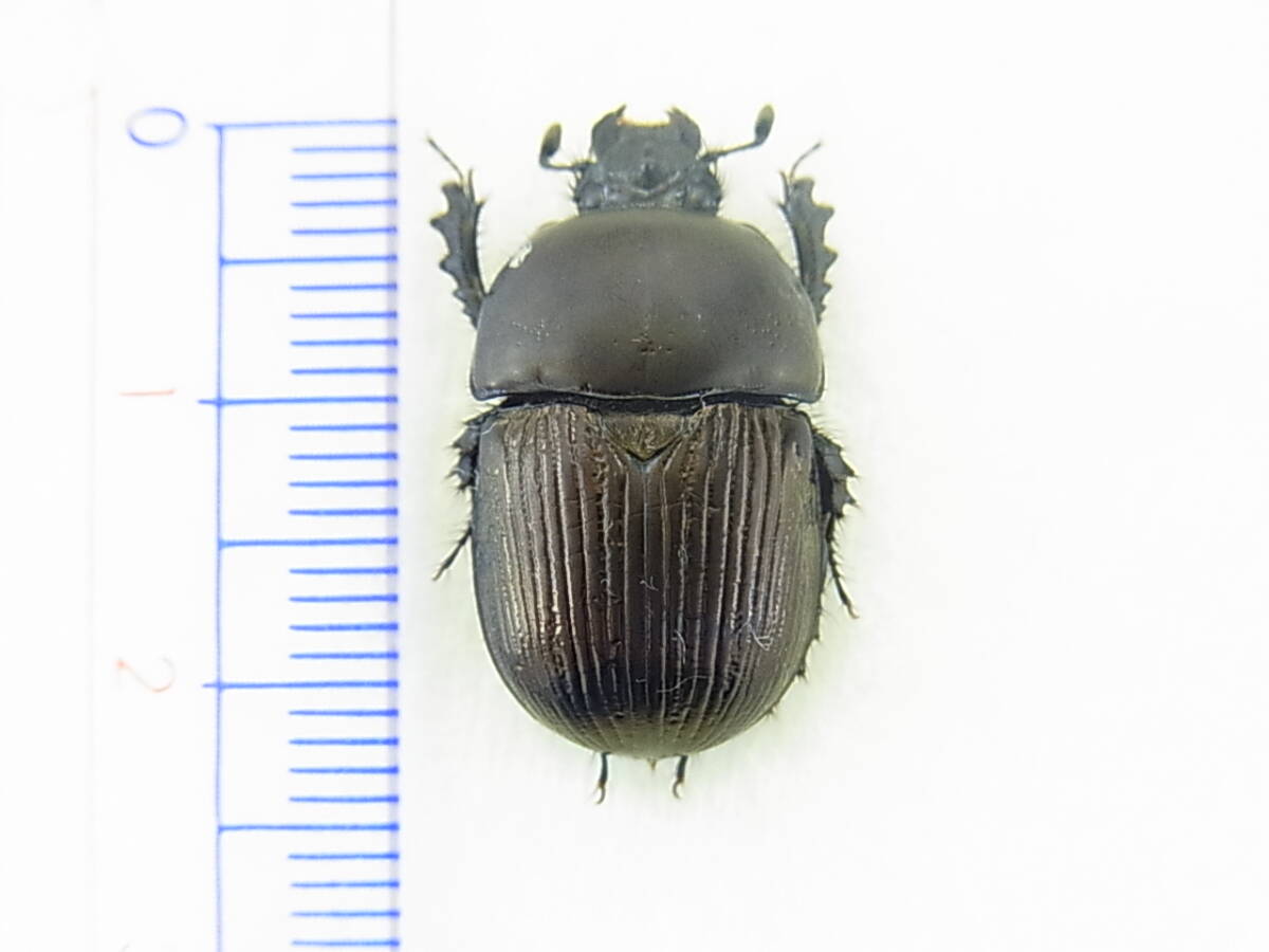 鹿児島県 奄美諸島・徳之島産オオシマセンチコガネ♂(標本) レア種 22~23㎜・大型品拍卖