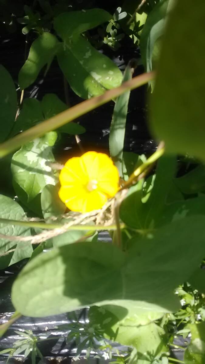 黄花イポメア/Ipomoea obscura sp/10粒/(2025/10採種)拍卖