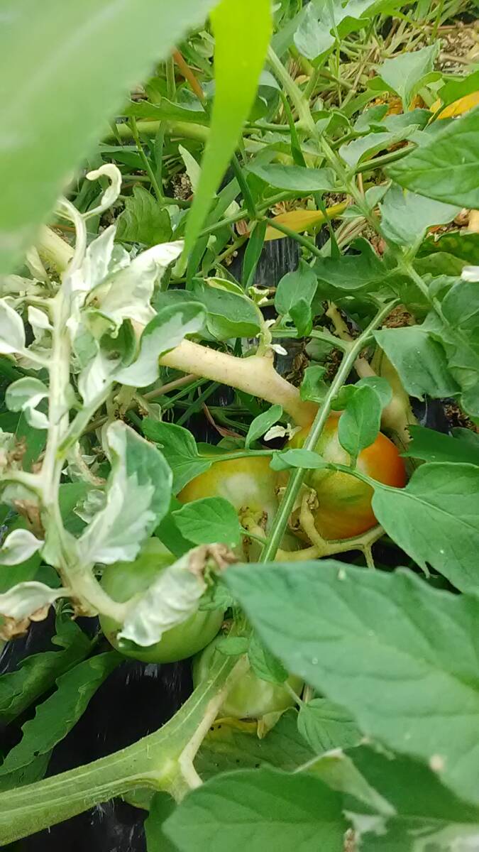 斑入りトマト/tomato variegated/20粒(2025/9採種)拍卖