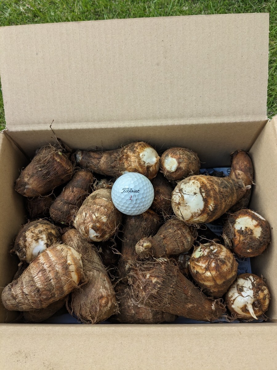 宮城県産里芋1,8kg60サイズのダンボ−ルに入れて発送致します。拍卖