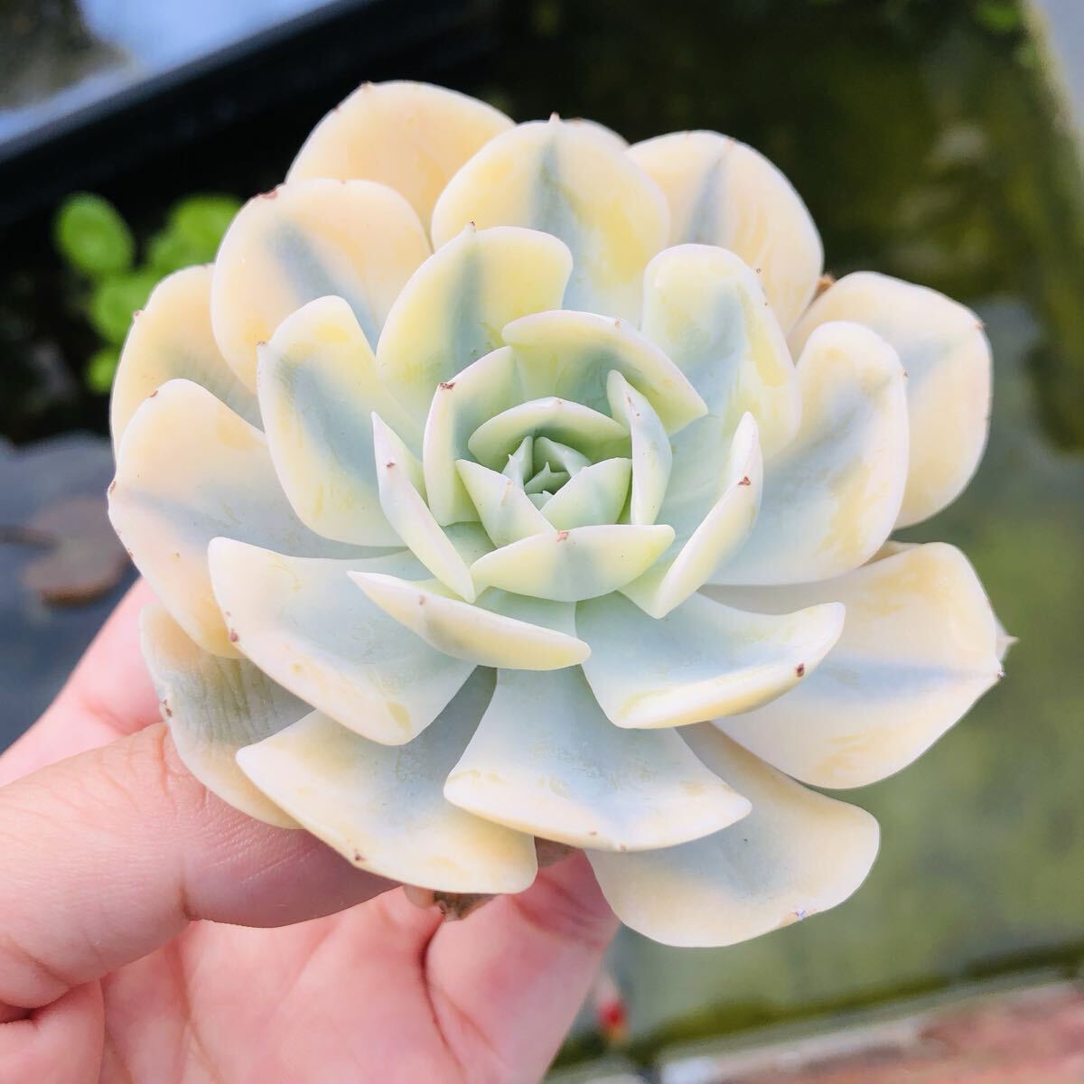 インブリカーター錦 エケベリア 多肉植物拍卖