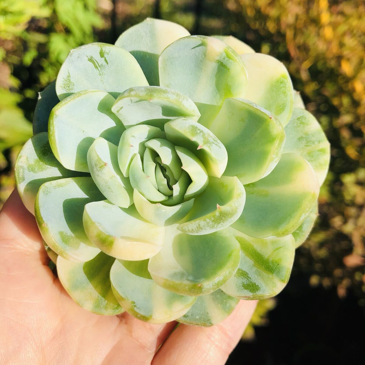 ベリー錦 大苗 エケベリア 多肉植物拍卖