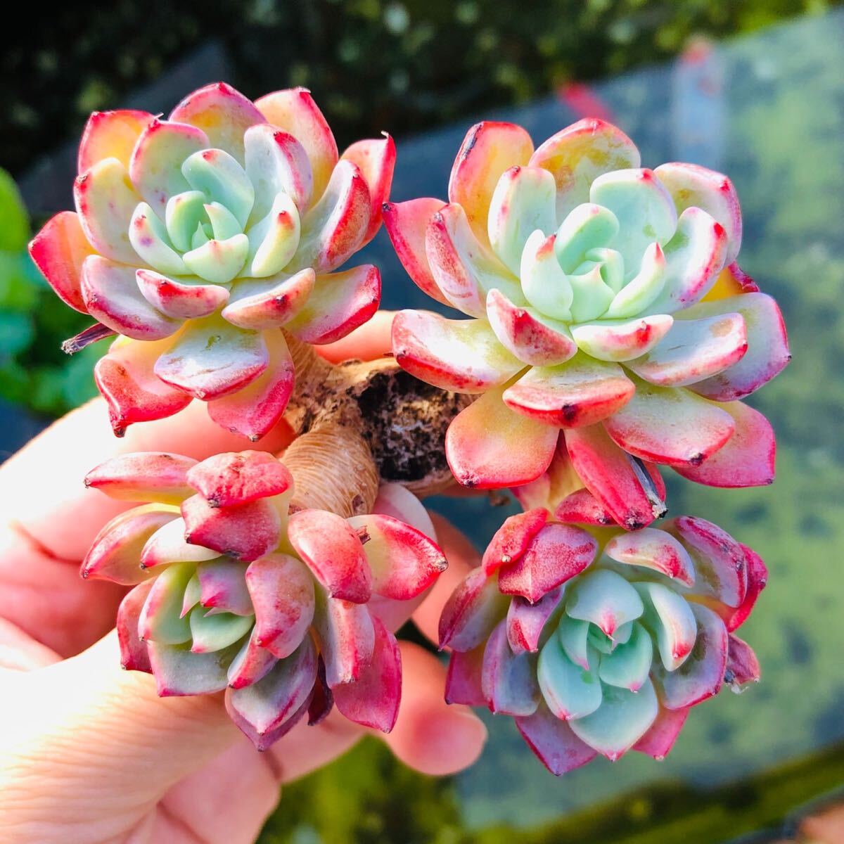 ナナフクミニ 七福美尼 群生 4頭 エケベリア 多肉植物拍卖