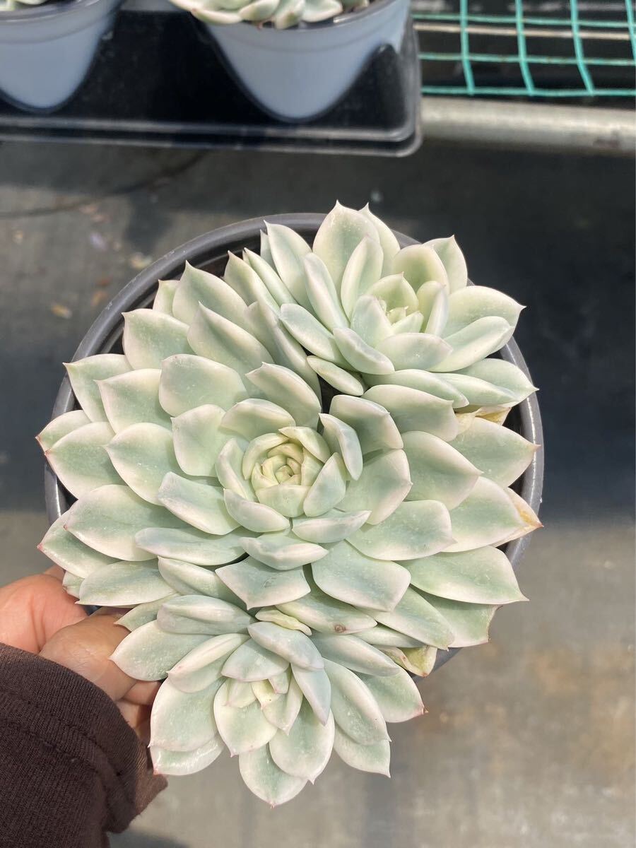 月の妖精錦 群生 3頭 エケベリア 多肉植物拍卖