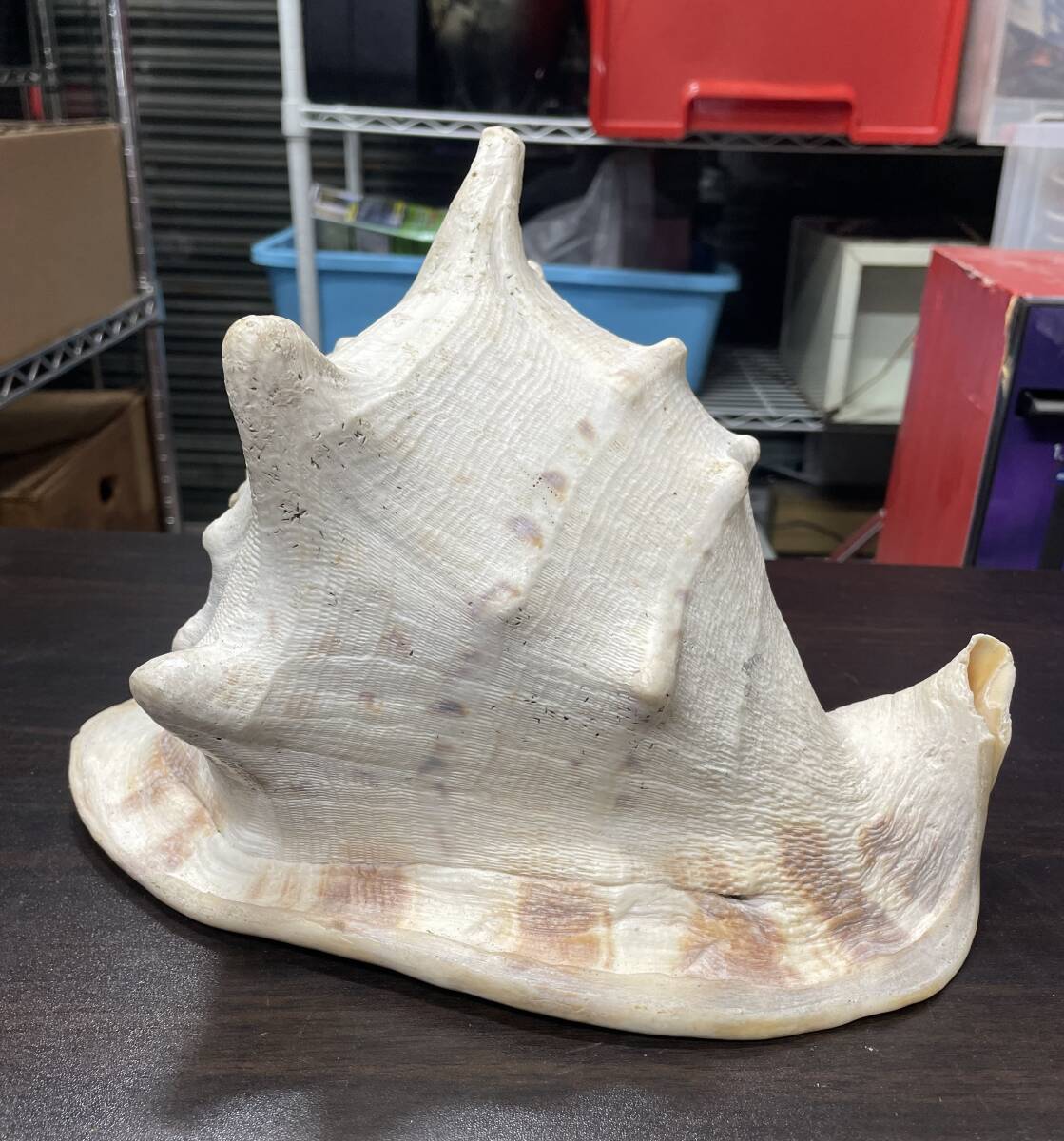 【H85】トウカムリ貝 巻貝 千年貝 貝殻【(約)高さ20cm 長さ29cm 重量2.4kg】天然 縁起物 唐冠貝 標本 置物 アンティーク 趣味 インテリア拍卖