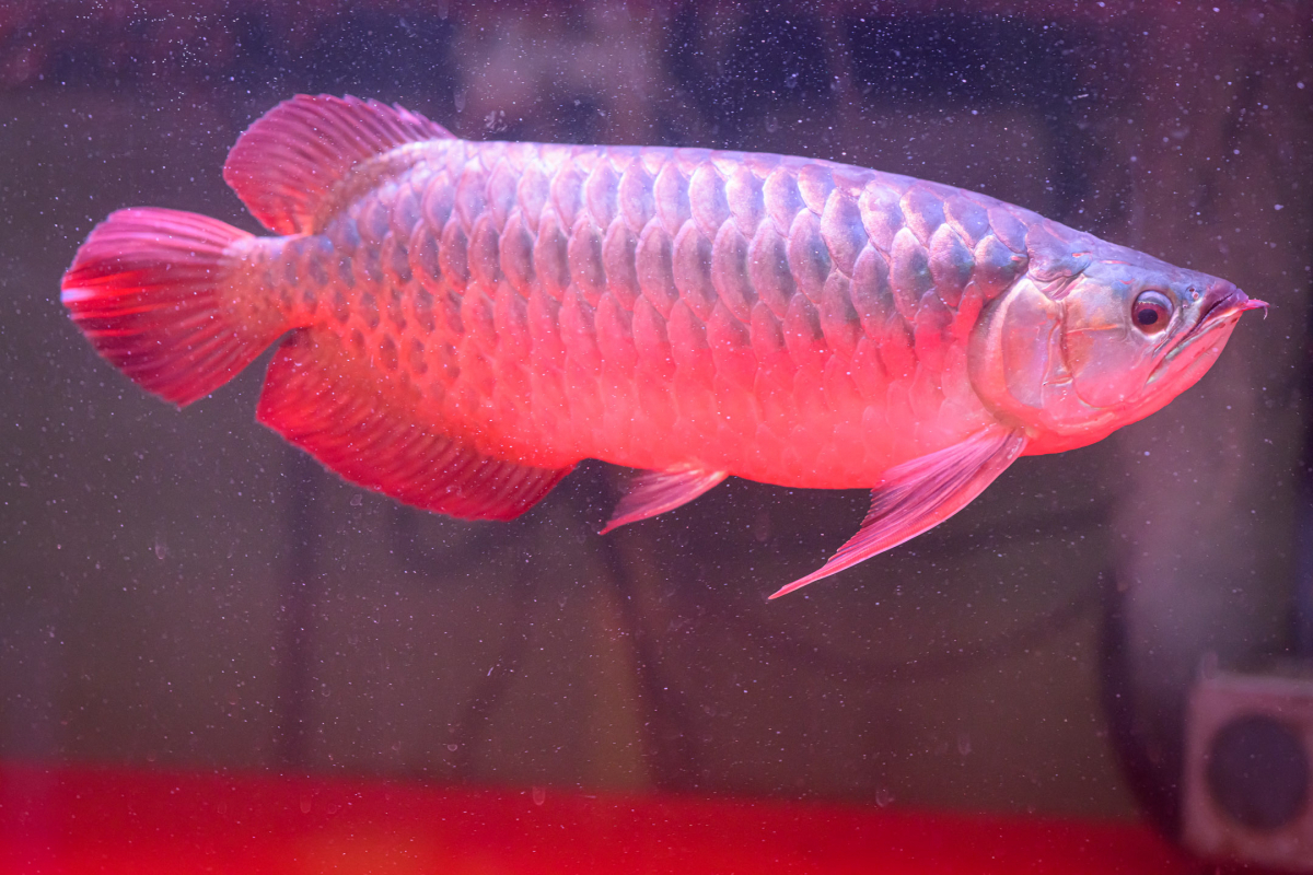 アジアアロワナ紅龍 METAL RED F4 特殊個体拍卖