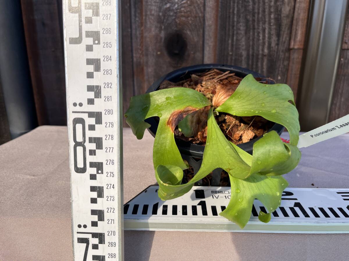 P. coronarium 'Lesasha' コロナリウム レサシャ 1拍卖