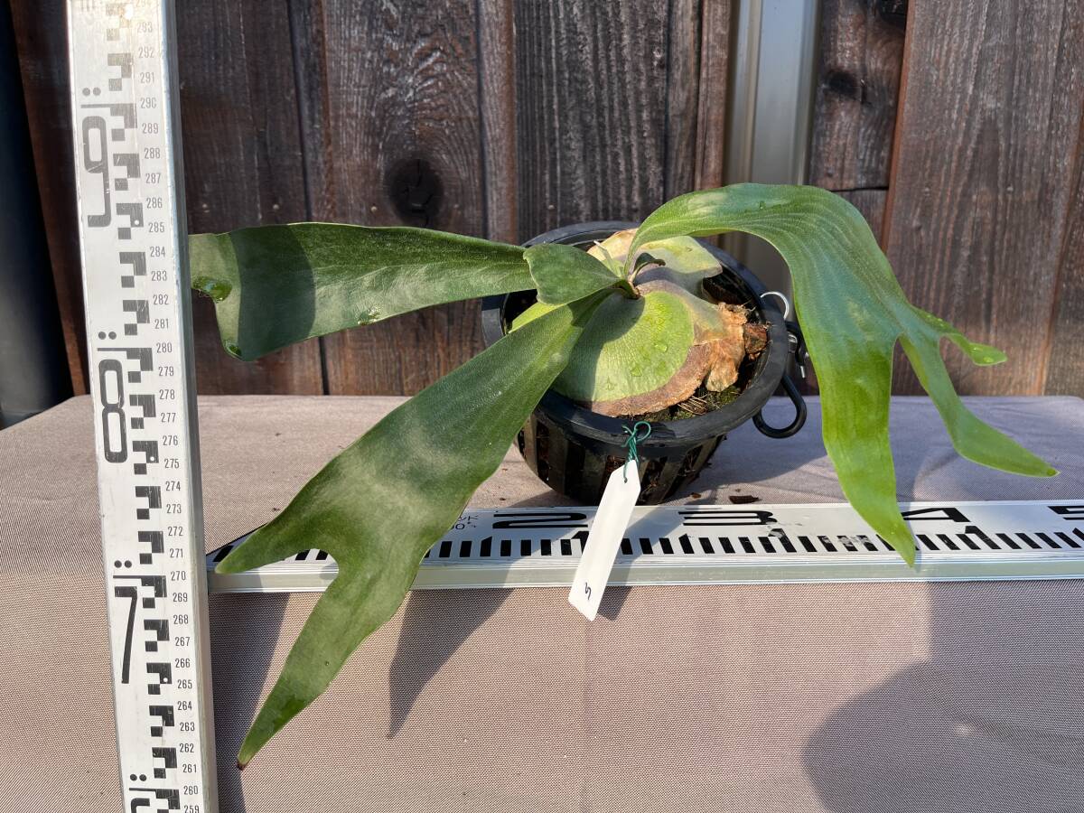 ビカクシダ ヒリー’パマナ’ ⑤ Platycerium hillii 'Panama' 拍卖