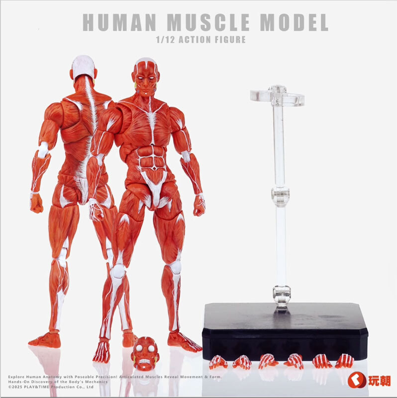 玩朝 HUMAN BODY Super Movable Muscle Man 筋肉人体 フィギュアボディレッド デッサン人形 1/12スケールアクションフィギュア 拍卖