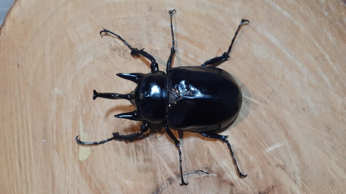 レックスゾウカブト/オス 113㎜/新成虫/アクティオンゾウカブト/熊本 発拍卖