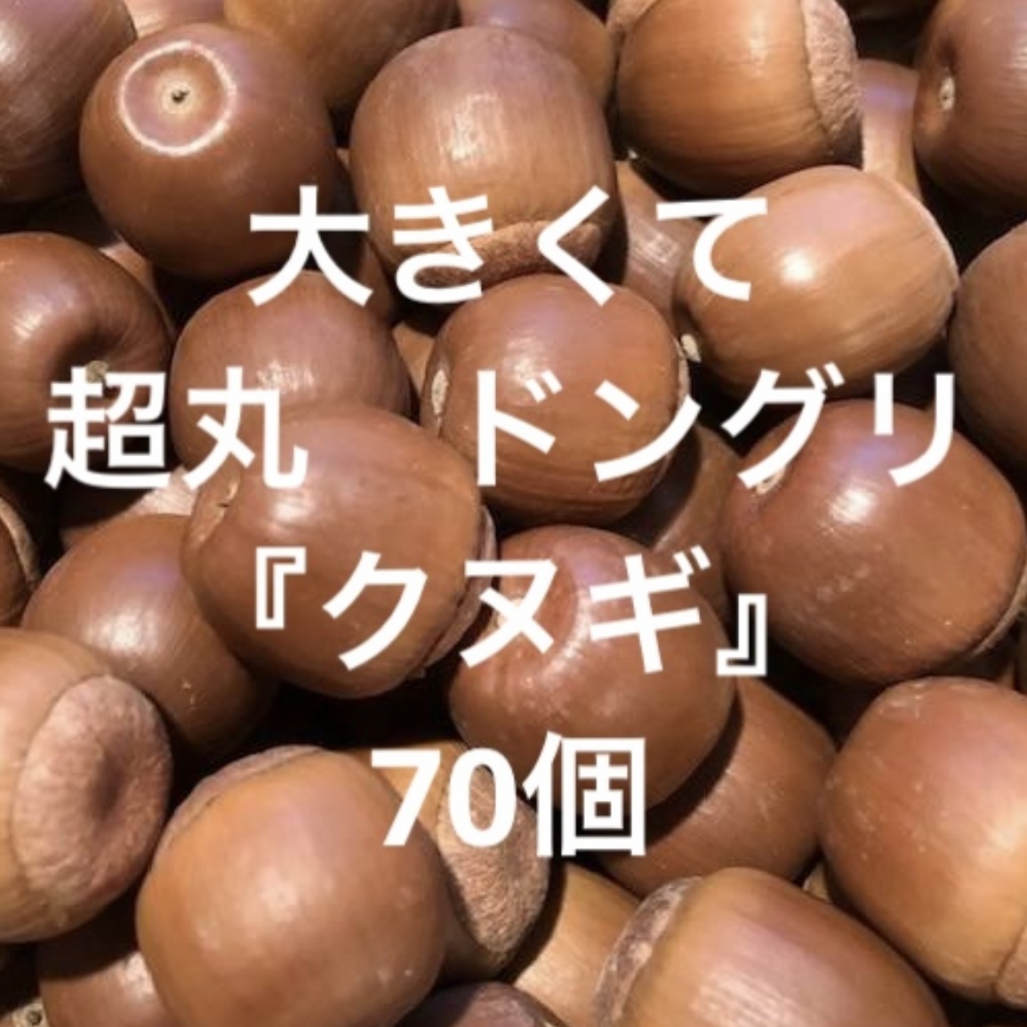 超丸 大きい ドングリ【クヌギ】 70個.拍卖