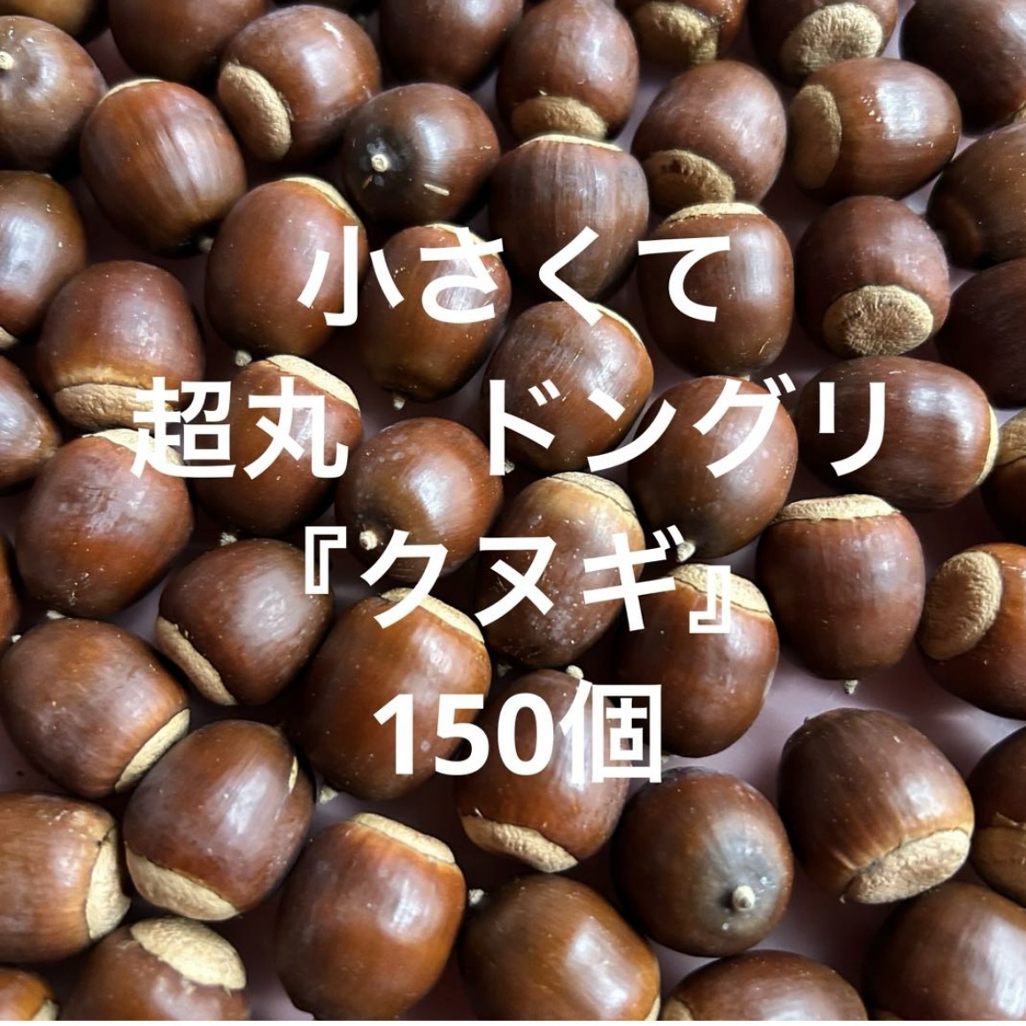 小さい 超丸 ドングリ【クヌギ】 150個拍卖