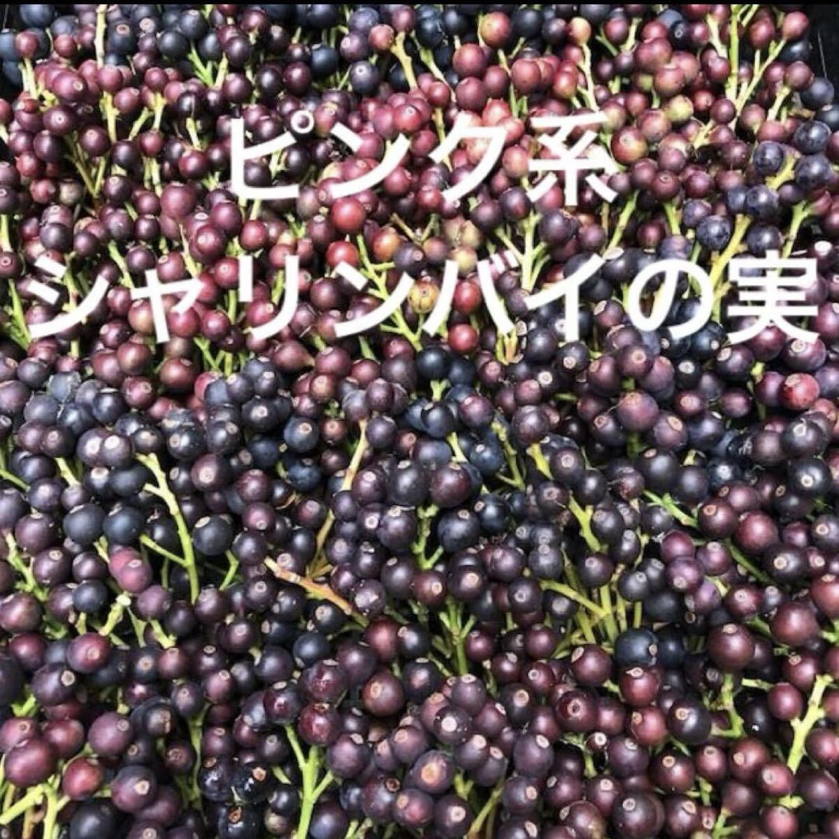 ピンク系 シャリンバイの実 30枝.拍卖