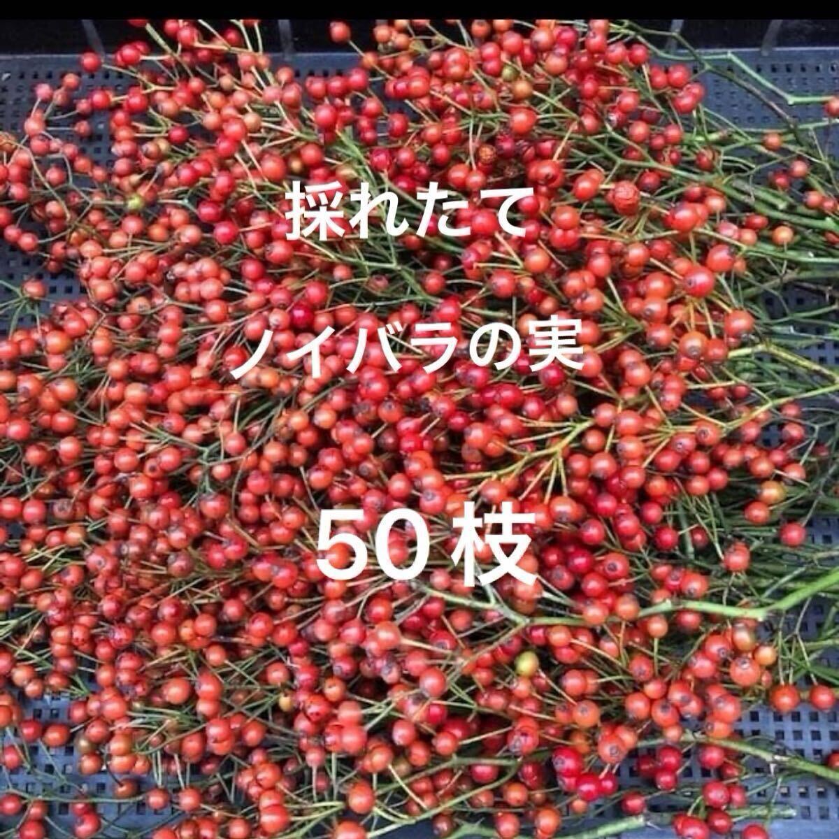 採れたて ノイバラの実 50枝拍卖