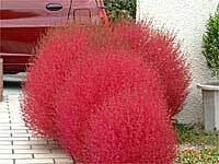 コキア ほうき草 ホウキグサ 50粒拍卖