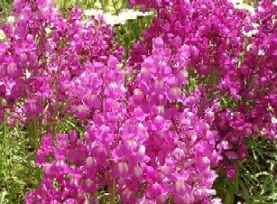 リナリア 姫金魚草 50粒 拍卖