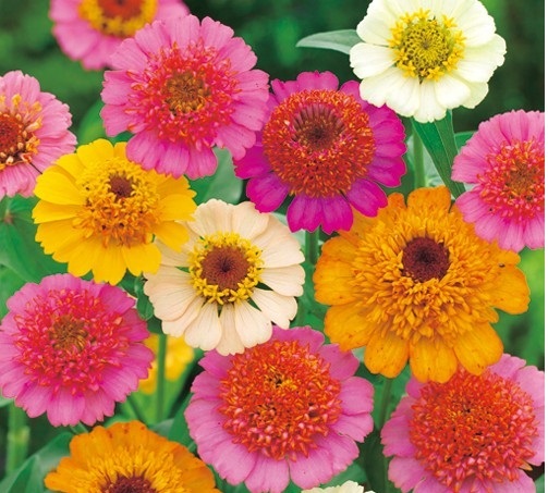 百日草 キャンディーミックス 15粒拍卖